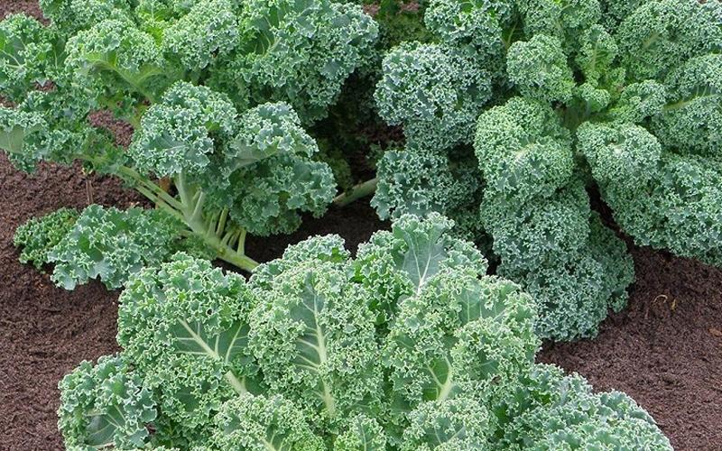 Các loại hạt giống rau dễ trồng có cải kale