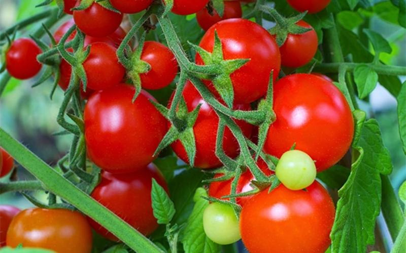 cà chua thuộc các loại hạt giống rau dễ trồng 