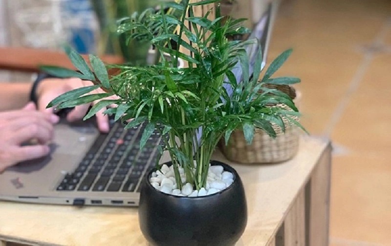 tại sao cần tiểu cảnh bàn làm việc